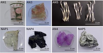 Major Role of Surrounding Environment in Shaping Biofilm Community Composition on Marine Plastic Debris